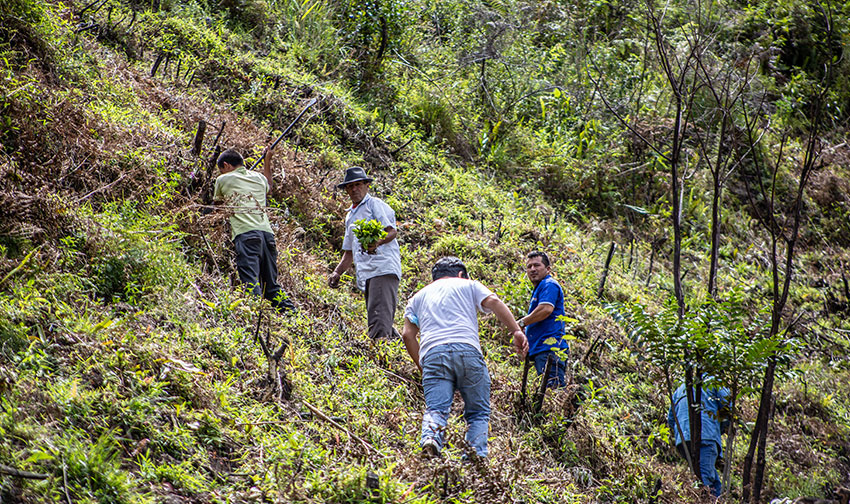 plantation-arbre-hyggebox-alt.jpg